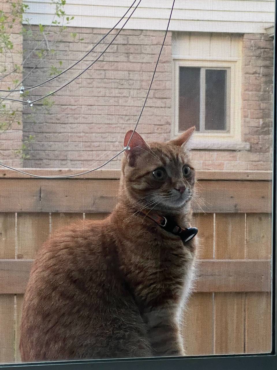 Pet photo